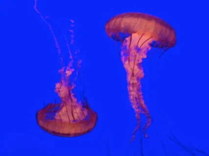 Sound Healing Aqua Meditation