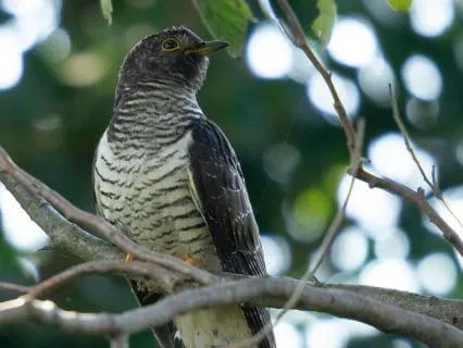 Sound Healing: Cuckoo Calling Me Down