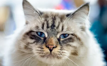 Sound Healing For Cats With Anxiety | Music To Calm Cats