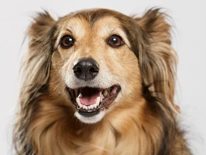 Sound Healing For Dogs With Anxiety | Music To Calm Dogs