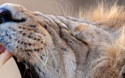 Sound Healing For Sore Throat