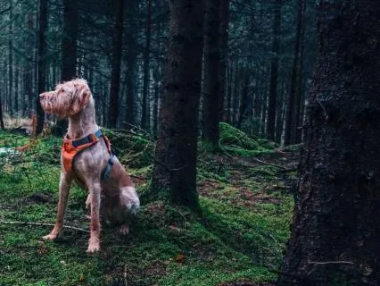 Sound Healing: Forest Of Woof