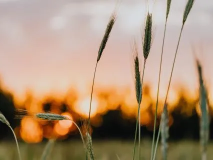 Sound Healing: Grass, Wheat And Corn