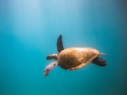 Sound Healing Interview