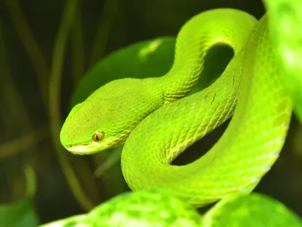 Sound Healing: Strengthen Your Immune System | Fight Off Infections | Reverse Chronic Disease & Live A Healthier Life (Healing Sounds & Frequencies)