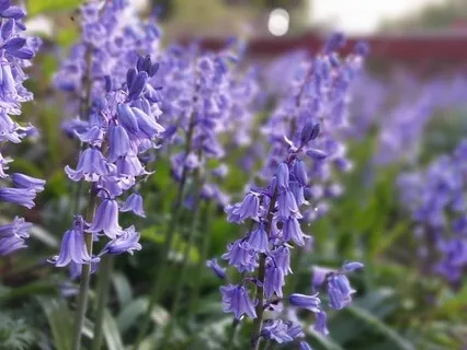 Devine Sound Journey