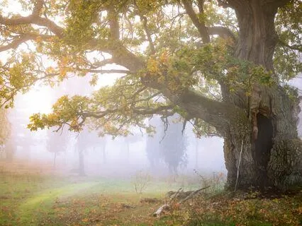 Sound Journey - Dagboken