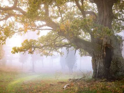 Sound Journey - Fiskare i skymning