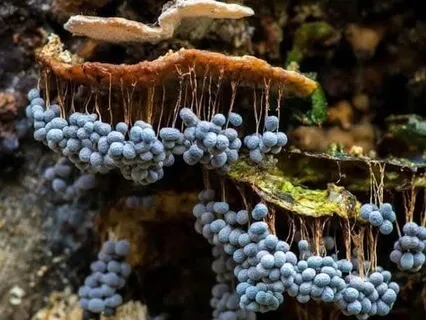 Sound Journey Sacred Resonance