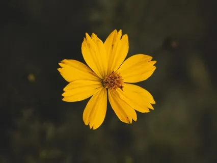 Sound Medicine II [Mil Pétalos] [432Hz-Solfeggio-ThetaWaves]