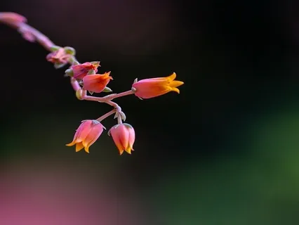 Sound Meditation For Angelic Chakra Cleanse
