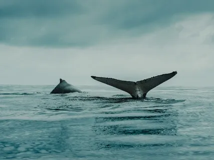 Sound Meditation With Whales & Dolphins