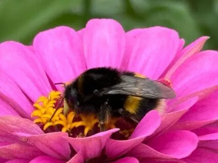 Sound & Move Journey: I Am Free, With The Cosmic Insects