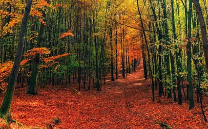 Sound Of The Autumn