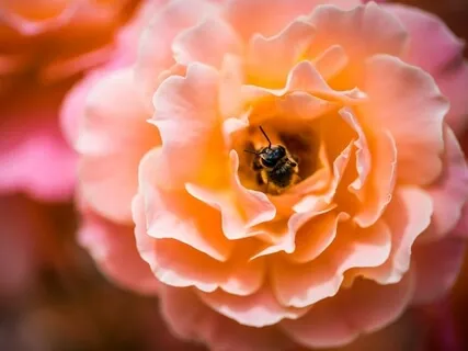 The Love Harp: Sound Waves Of Love