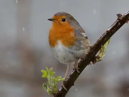 Soundbathing In The Rain