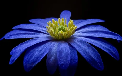 Sounding Freedom, Opening The Throat Chakra 