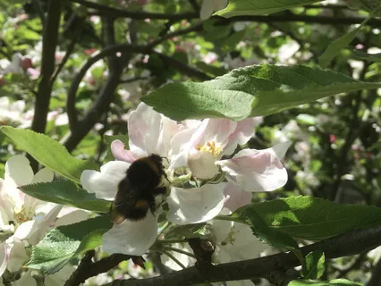 Sounding Into Beltane