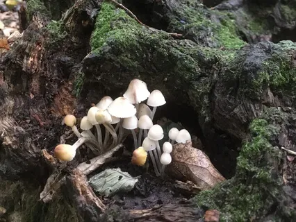 Sounding Into Samhain