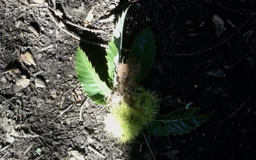 Sounding The Autumn Equinox