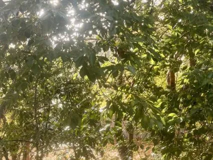 Sounds: A Reading From Walden By Henry David Thoreau
