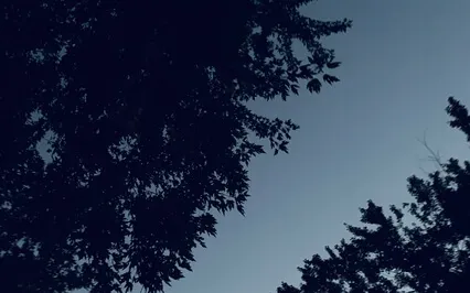 Sounds For Sleep - Katydids At Night