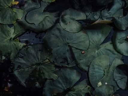 Sounds Of Frogs & Peepers For Sleep