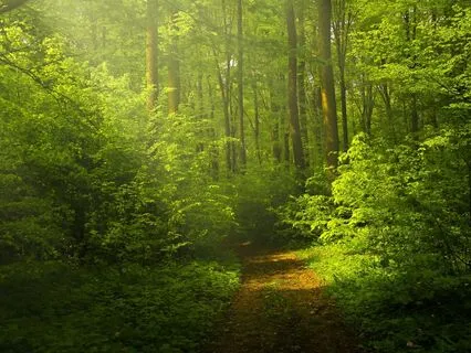 Sounds Of Nature By A New Hampshire Pond