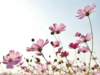 Sounds Of Summer | For Meditation, Study, And  Sleep