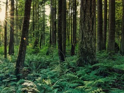 Sounds Of The Forest Witches Falls - 8 Hours