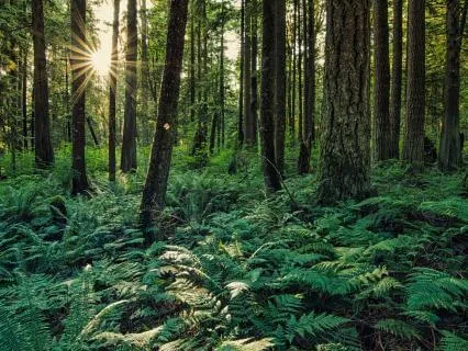 Sounds Of The Forest Witches Falls