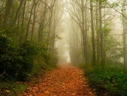 Sounds Of The Forest