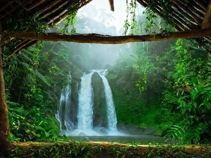 Sounds Of The Rainforest-Overnight Rain Camping