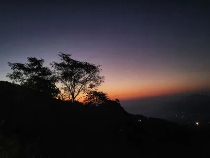 Soundscape Of A Jungle