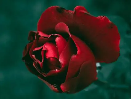 Sovereign Heart Series: The Beauty Of Being Undone