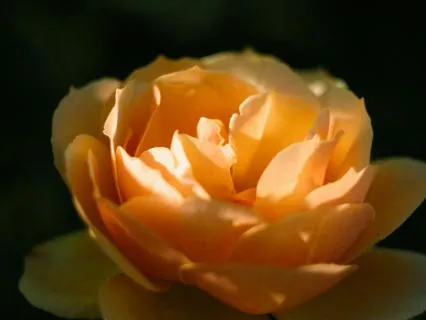 Sovereign Heart Series: The Command Of Your Desire