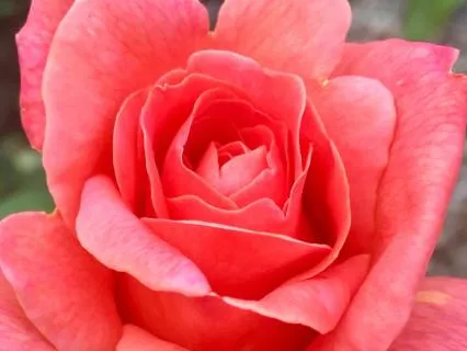 Sovereign Heart Series: The Grace Of Being