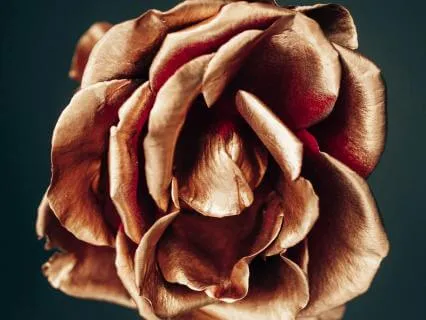 Sovereign Heart Series: The Sanctuary Of Your Yes