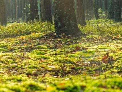 Sovereignty of the Body (Ambient Score)