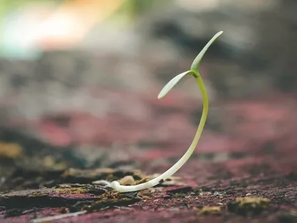 Sow the Seeds Of Wealth And Prosperity