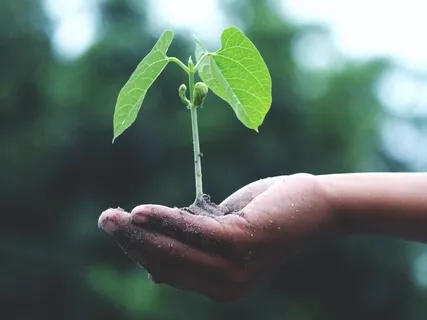 Sowing Seeds For A New Start