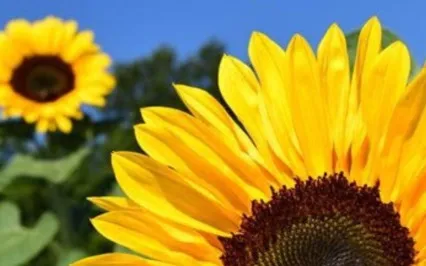 Sowing Seeds Of Potential Manifesting Guided Meditation