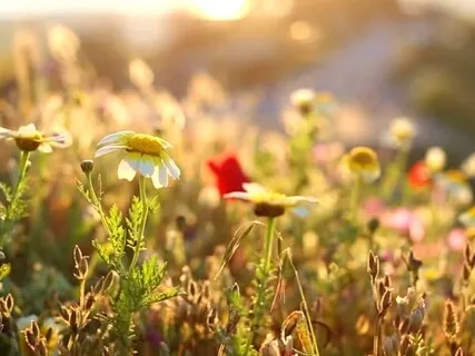 Sowing The Seeds Of Intention