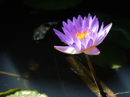 Созерцание. У- Тao