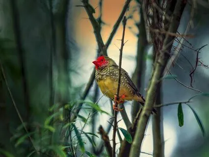 Space of Love (Bells and Birds)
