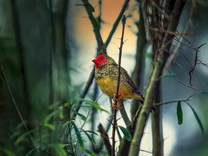 Space of Love Meditation Guitar ( guitar and birds)