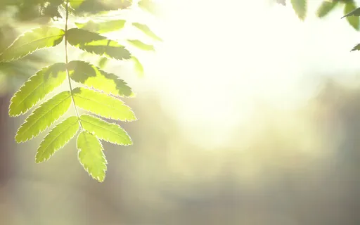 Spacious Knowing Of The Mind For 12th Grade