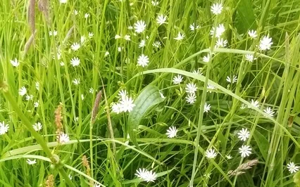 Sparkles: A Brief Journey Into The Imagination