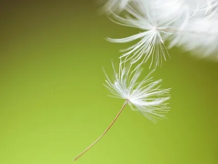 Speak Gently Into The World