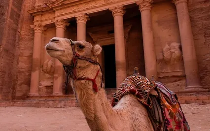 Spicy Camel